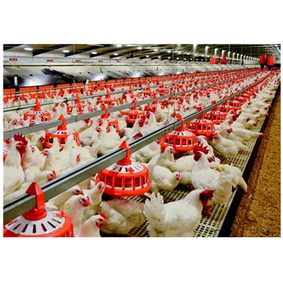 1608713858753781.jpg Automatic-Set-of-Pan-Feeder-Poultry-Equipment-for-Breeders_调整大小.jpg
