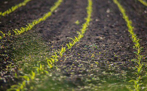 中国细胞农业市场调研