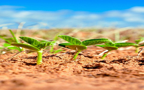 中国细胞农业市场调研