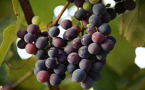 我国数字农业的发展建议与未来趋势 我国数字农业的发展建议与未来趋势