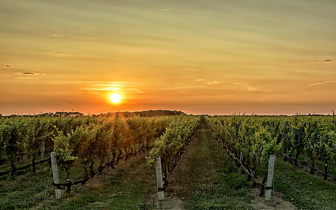 全球有机肥料行业概述及现状分析 全球有机肥料行业概述及现状分析