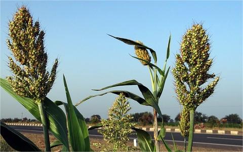 中国高粱市场调查报告:2022年市场规模新增量接近80亿元 中国高粱市场调查报告:2022年市场规模新增量接近80亿元