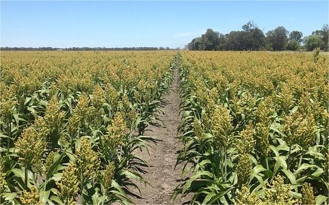 中国高粱行业调研 中国高粱行业调研