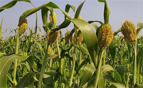 中国高粱行业发展环境分析及趋势预测 中国高粱行业发展环境分析及趋势预测