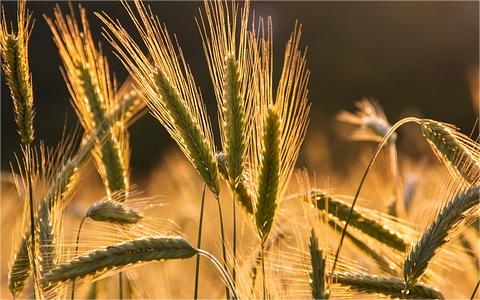 全球及中国黑麦行业分析报告 全球及中国黑麦行业分析报告