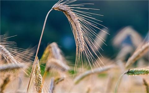 中国黑麦行业调研