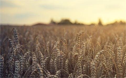 中国黑麦行业发展机遇分析及趋势预测 中国黑麦行业发展机遇分析及趋势预测