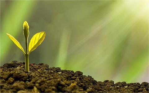 2024年全球及中国植物生长调节剂行业发展现状分析及前景预测报告 2024年全球及中国植物生长调节剂行业发展现状分析及前景预测报告