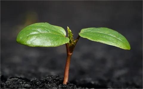 中国植物生长调节剂市场调查报告:2022年市场规模达到42亿元 中国植物生长调节剂市场调查报告:2022年市场规模达到42亿元