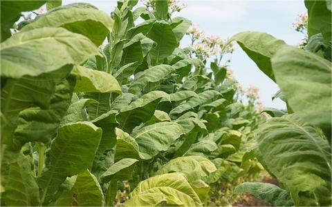 中国烟草物流市场全景图谱 中国烟草物流市场全景图谱