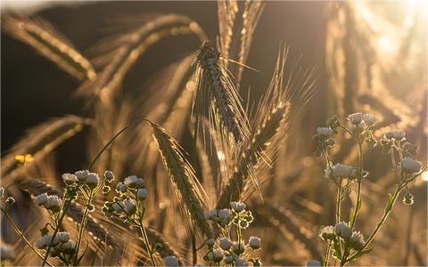 《关于高质量推进农作物秸秆综合利用的实施意见》解读