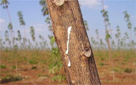 全球及中国天然橡胶市场调研报告 2019-2029