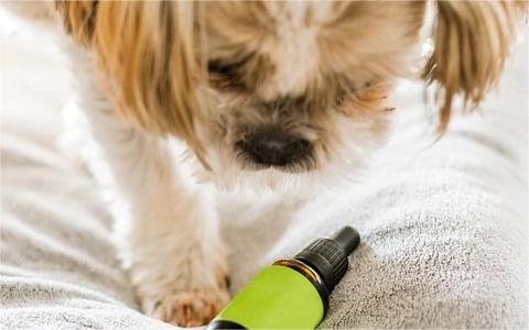 中国宠物医院行业分析 中国宠物医院行业分析