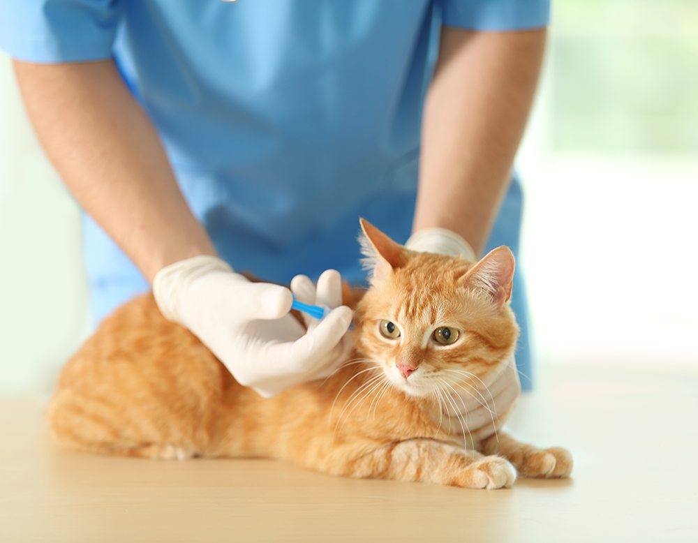 分析报告:中国兽医疫苗佐剂市场调研 分析报告:中国兽医疫苗佐剂市场调研