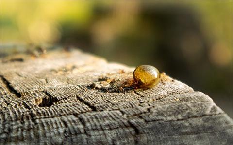 中国明胶行业预测 中国明胶行业预测