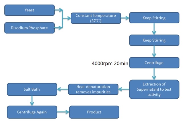 酒精脱氢酶生产工艺分析 酒精脱氢酶生产工艺分析
