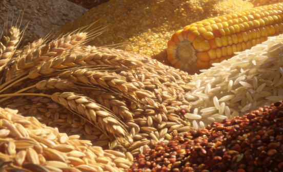 2025年中国粮食产量再创新高，为高质量发展筑牢"压舱石"