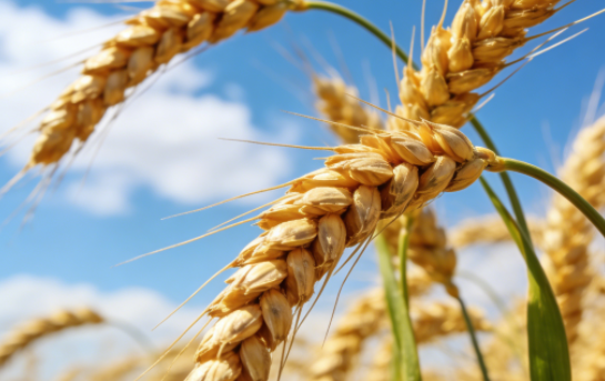 全球小麦市场贸易格局洗牌与价格趋势波动应对 全球小麦市场贸易格局洗牌与价格趋势波动应对